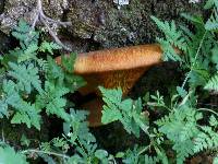 Omphalotus olivascens image