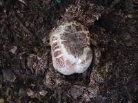 Agaricus xanthodermus image