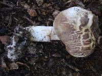 Agaricus xanthodermus image