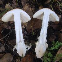 Amanita velosa image