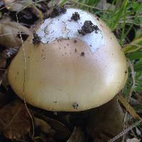 Amanita velosa image