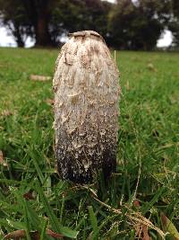 Coprinus comatus image