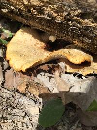 Polyporus squamosus image