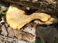 Polyporus squamosus image