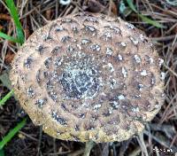 Chlorophyllum brunneum image