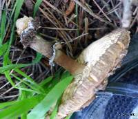 Chlorophyllum brunneum image