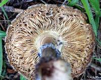 Chlorophyllum brunneum image