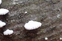 Schizophyllum commune image