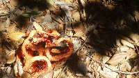 Clathrus ruber image