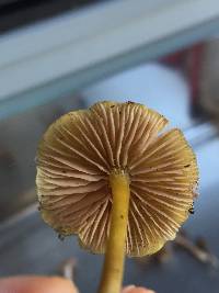 Entoloma sulphureum image