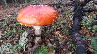 Amanita muscaria image