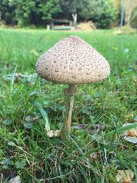 Macrolepiota clelandii image