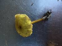 Entoloma sulphureum image