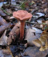 Lactarius umerensis image