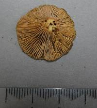 Lactarius umerensis image