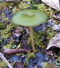 Entoloma viridomarginatum image