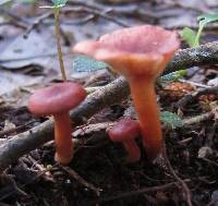 Lactarius umerensis image