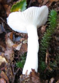 Russula roseopileata image