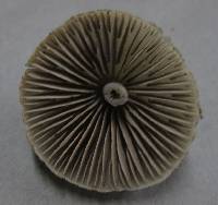 Entoloma canoconicum image