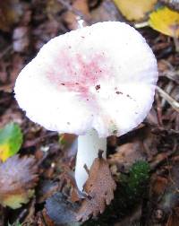 Russula roseopileata image