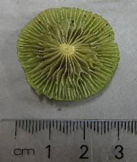 Entoloma viridomarginatum image