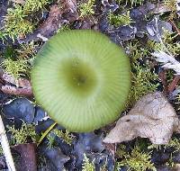 Entoloma viridomarginatum image