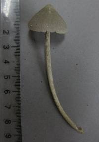 Entoloma canoconicum image