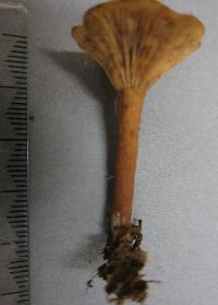 Lactarius umerensis image