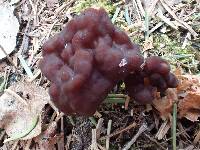 Gyromitra esculenta image