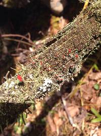 Cladonia cristatella image