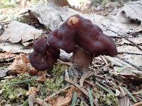 Gyromitra esculenta image