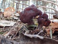 Gyromitra esculenta image