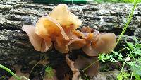 Auricularia auricula-judae image