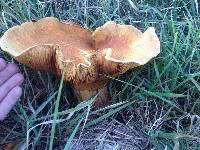 Gymnopilus junonius image