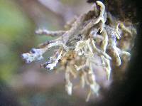 Niebla cephalota image