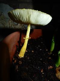 Leucocoprinus birnbaumii image