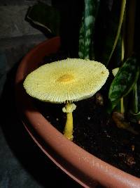 Leucocoprinus birnbaumii image