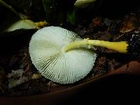 Leucocoprinus birnbaumii image