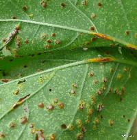 Puccinia malvacearum image