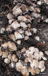 Coprinellus micaceus image