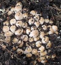 Coprinellus micaceus image