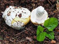 Amanita vernicoccora image