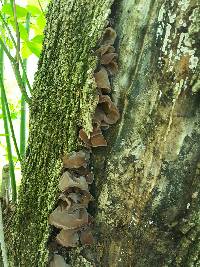 Auricularia auricula-judae image