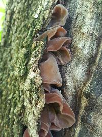 Auricularia auricula-judae image