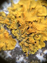 Xanthoria parietina var. parietina image