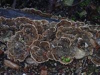 Trametes versicolor image