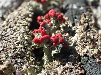 Cladonia cristatella image