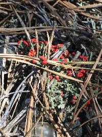 Cladonia cristatella image