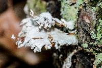 Schizophyllum commune image