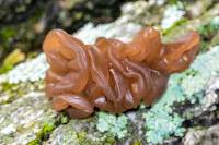 Tremella foliacea image